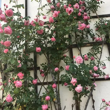 Alojamento de Acomodação e Pequeno-almoço Wengerwirt Zur Laube 3*