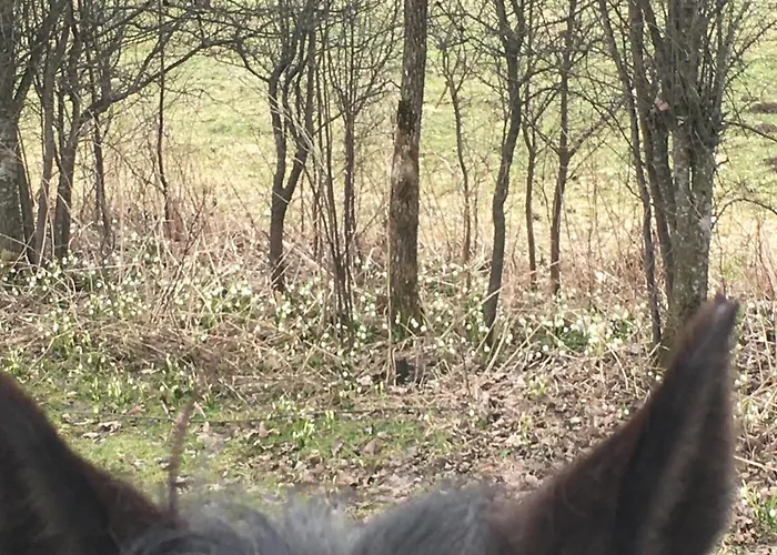 Wengerwirt Zur Laube Bed & Breakfast 3*