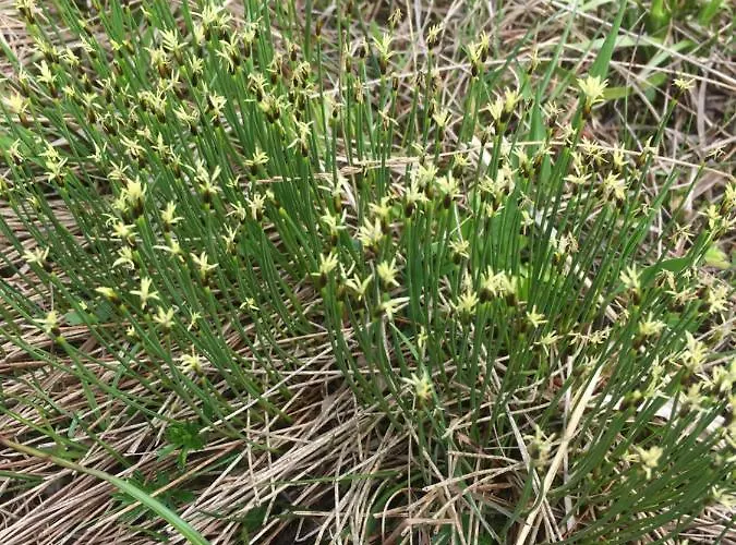 Wengerwirt Zur Laube فندق مبيت وإفطار Weng im Gesause