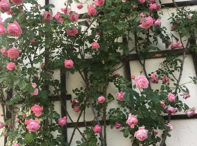 Bed & Breakfast Wengerwirt Zur Laube 3*