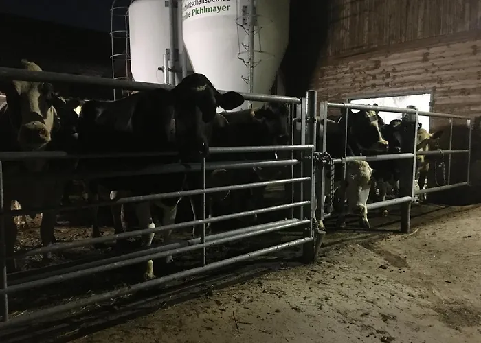 Wengerwirt Zur Laube