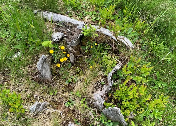 فندق مبيت وإفطار Wengerwirt Zur Laube 3*